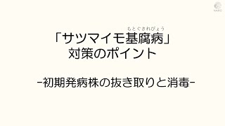 「サツマイモ基腐病」対策のポイント　－初期発病株の抜き取りと消毒－