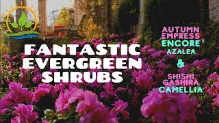 Fantastic Evergreen Shrubs! | Plant Spotlight