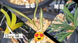 (난실탐방) #한국춘란 5월9일 촬영본입니다#난초랑