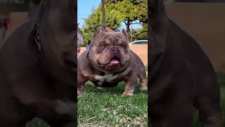 CROWN #1 EXOTIC AMERICAN BULLY IN THE WORLD