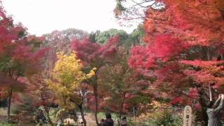 【紅葉】東山植物園 合掌造りまでの歩道の紅葉