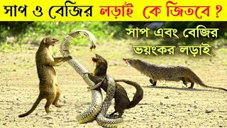 সাপ আর বেজির মধ্যে এত শত্রুতা কেন ? সাপ এবং বেজির ভয়ংকর লড়াই।।WHY SNAKE AND MONGOOSE ARE ENIMIES