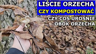 Liście Orzecha Włoskiego - Czy MOŻNA Kompostować. Czy Orzech BLOKUJE Wzrost Roślin. Trawnik, Juglon.