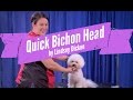 Bichon Head Grooming Demo by Lindsey Dicken