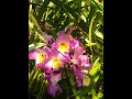 shorts dendrobium nobile blooms and growths nobile