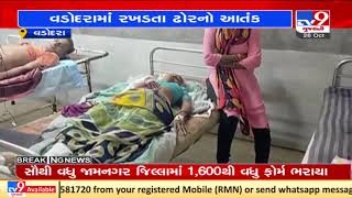 Woman injured by stray cattle in Vadodara | TV9News