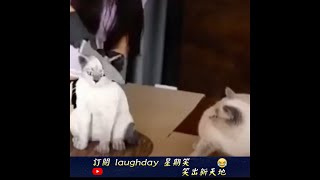 【虐待動物】在貓貓面前切貓貓蛋糕的臉