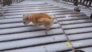 Dog briefly thinks twice about wandering out into the ice pellets