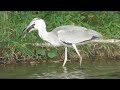 【アオサギ】カエルを捕食　　　2022 09