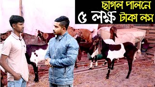 ছাগলের খামার করে ৫ লক্ষ টাকার লস।কি কারনে সব ছাগল মারা গেলো।দেখুন বিস্তারিত। Goat Farming