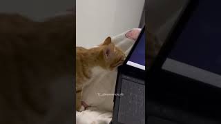 #funny #foryou#funnyvideo #cat #pets#cute #fyp#funnyshorts