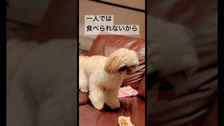 ご飯の食べ方をパパに習う犬。2歳3ヶ月シーズーこはる#犬のいる暮らし #シーズー#shihtzu #dog