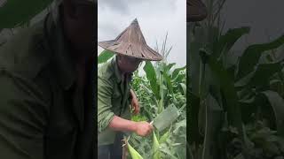 #agriculture #agricultor #corn