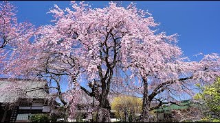 満開になった典厩寺のシダレザクラ2022・4K