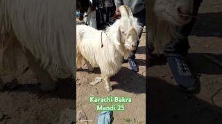 Beautiful Baby Goat 😍 || Bakra Mandi 2025 || Lalukhet Bakra Market #shorts #viral