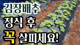 김장배추 정식후 초기관리 중요!(#배추병충해,#배추농사,#김장배추재배방법)