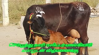 செம்பூத்து காரி ,10 நாட்களான அழகிய இரத்த செவளை கிடாரி கன்றுடன் பால் அளவு 15 லிட்டர்,+917695899894