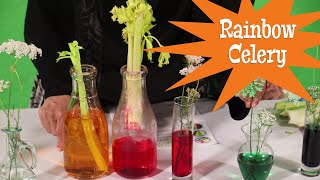 STEM: Rainbow Celery