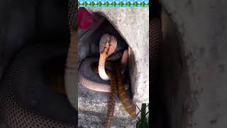 একসাথে এতো গোখরা সাপ কোথা থেকে এলো Dangerous Cobra snake