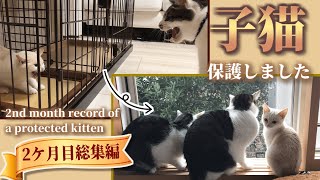 【総集編】ミルクティーのような子猫♀を保護しました【二ヶ月目の歩み】 - [omnibus] I taking in stray kittens like milk tea. [2nd month]