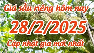 giá sầu riêng hôm nay 28/2/2025 thông tin giá bình ổn