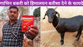 गाभिन बकरी को हिमालयन बतीसा खिलाने के फायदे | Gaabhin bakri ko himalayan batisa dene ke fayde #बकरी