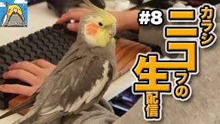 【生ニコ】#8 放鳥されてるオカメインコ