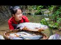 Harvesting FISH from streams in the forest | Susan Daily Life