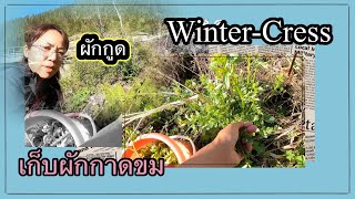 เก็บผักกาดขม[winter-Cress]เจอผักกูดด้วยสวยๆทั้งนั้นเลยน่าเก็บมาก