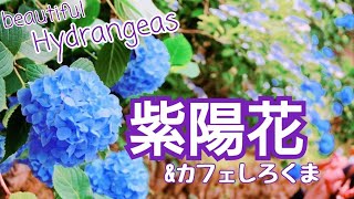 ◉Tokyo Vlog◉ Hydrangea and relaxing time at \