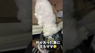 #shorts ゴミ箱に何かある！と吠えまくる犬【マルチーズ】