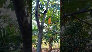 2025/ខ្នុរ/jackfruit