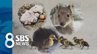 어미 안 보여도 데려가지 마세요 / SBS