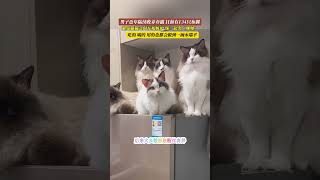 社会百态 | 江苏徐州。男子陆续收养弃猫，目前为止有134只布偶。