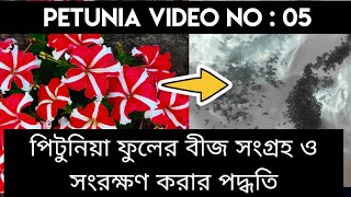 পিটুনিয়া ফুলের বীজ সংগ্রহ ও সংরক্ষণ করার পদ্ধতি ।। How to collect petunia flower seeds