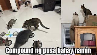 Compound ng pusa ang bahay namin haha | momarenyann