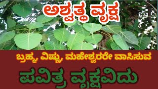 ದೇವತಾ ವೃಕ್ಷ   ಅಶ್ವತ್ಥ ವೃಕ್ಷವನ್ನು ಏಕೆ ಪೂಜಿಸಬೇಕು |peepale tree or Ashwath tree.