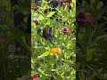 butterfly naturevideo butterflies naturelover explore shortsvideo flowergarden flowers