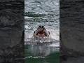 Have you ever seen a sea lion up close and personal?