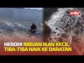 Ribuan Ikan Kecil Naik ke Daratan di Pantai Mutiara, Ada Apa? | ANTV NEWS+ MINUTE