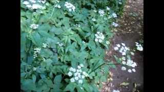 Wild Food : Ground Elder(Aegopodium podagraria)