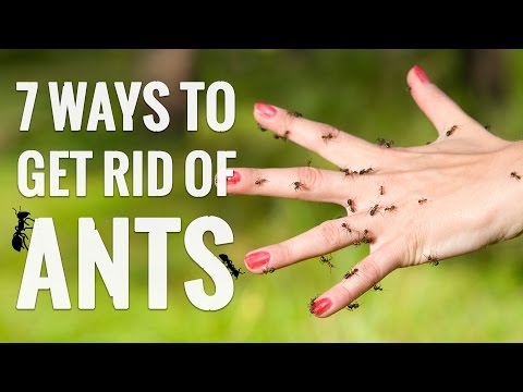 7 Genius Ways to Get Rid of ANTS! 7 Genius Ways to Get Rid of ANTS!