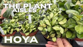 Hoya Plant Aisle || The Plant Aisles 2025