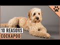 Top 10 Reasons Why You Should Get A Cockapoo | Dog World