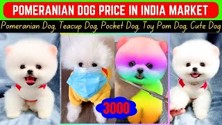 Pomeranian Dog Price In Market | Teacup dog price in India | Pomeranian dog price | Pocket dog price