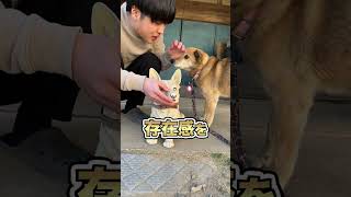 愛犬コロちゃんの誰かに教えたくなる雑学#shorts