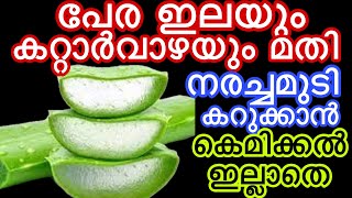 പേര ഇലയും കറ്റാർവാഴയും മതി നരച്ചമുടി കറുക്കാൻ കെമിക്കൽ ഇല്ലാതെ