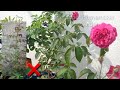 என்னுடைய ரகசிய ரோஜா செடி டிப்ஸ் my secret tips for rose plants get more roses in one plant🌹🌹