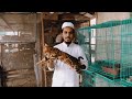 cat farming in india bangal cat pet’s holic persian cat farm maviya cat