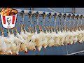 COMO se HACE el POLLO FRITO de KFC🍗🐔| ASÍ se PRODUCEN millones de POLLOS de KFC